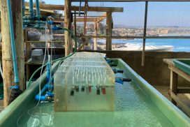 Departamento de Ingeniería Hidráulica y Ambiental UC participa en experimento clave para prevenir la corrosión marina en la Estación Costera ECIM