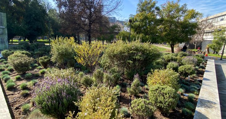 Alternativa al calor: techos verdes