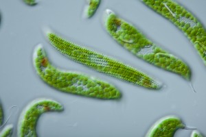 Las microalgas se encuentran en mantos acuíferos de agua dulce, salada e incluso en aguas residuales.