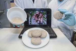 La materia prima de vainas fue proporcionada por la Conaf de La Ligua.