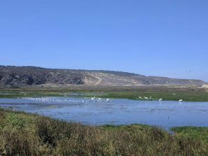 Cisnes Coscorovas en Pichicuy